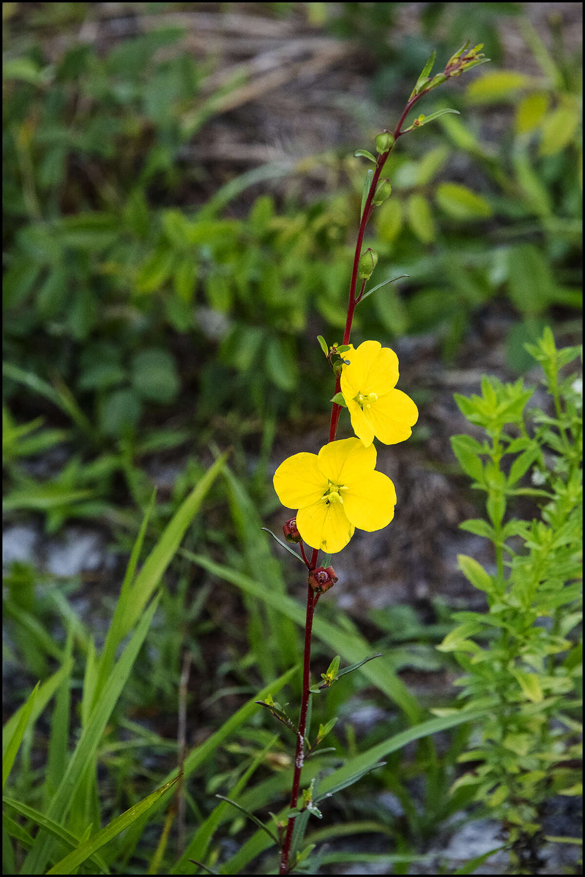 Image of Seaside Primrose-Willow