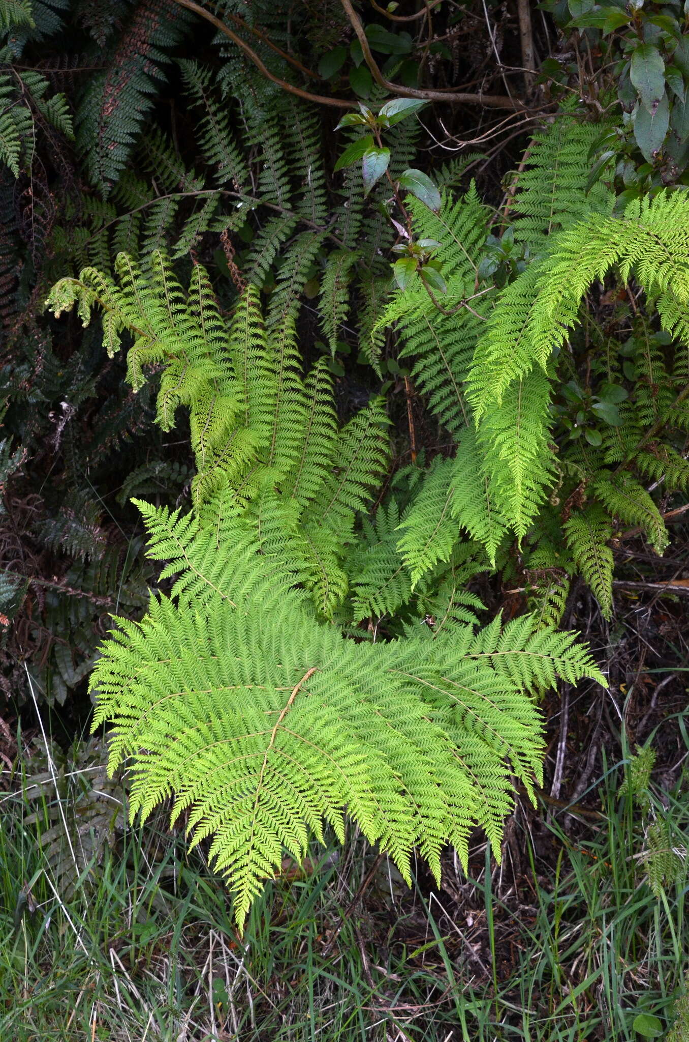 Image of Tree Fern Golden