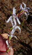 Image de Disa biflora (L.) Druce