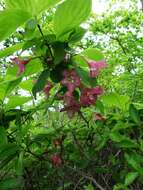 Image of Weigela praecox (Lemoine) L. H. Bailey