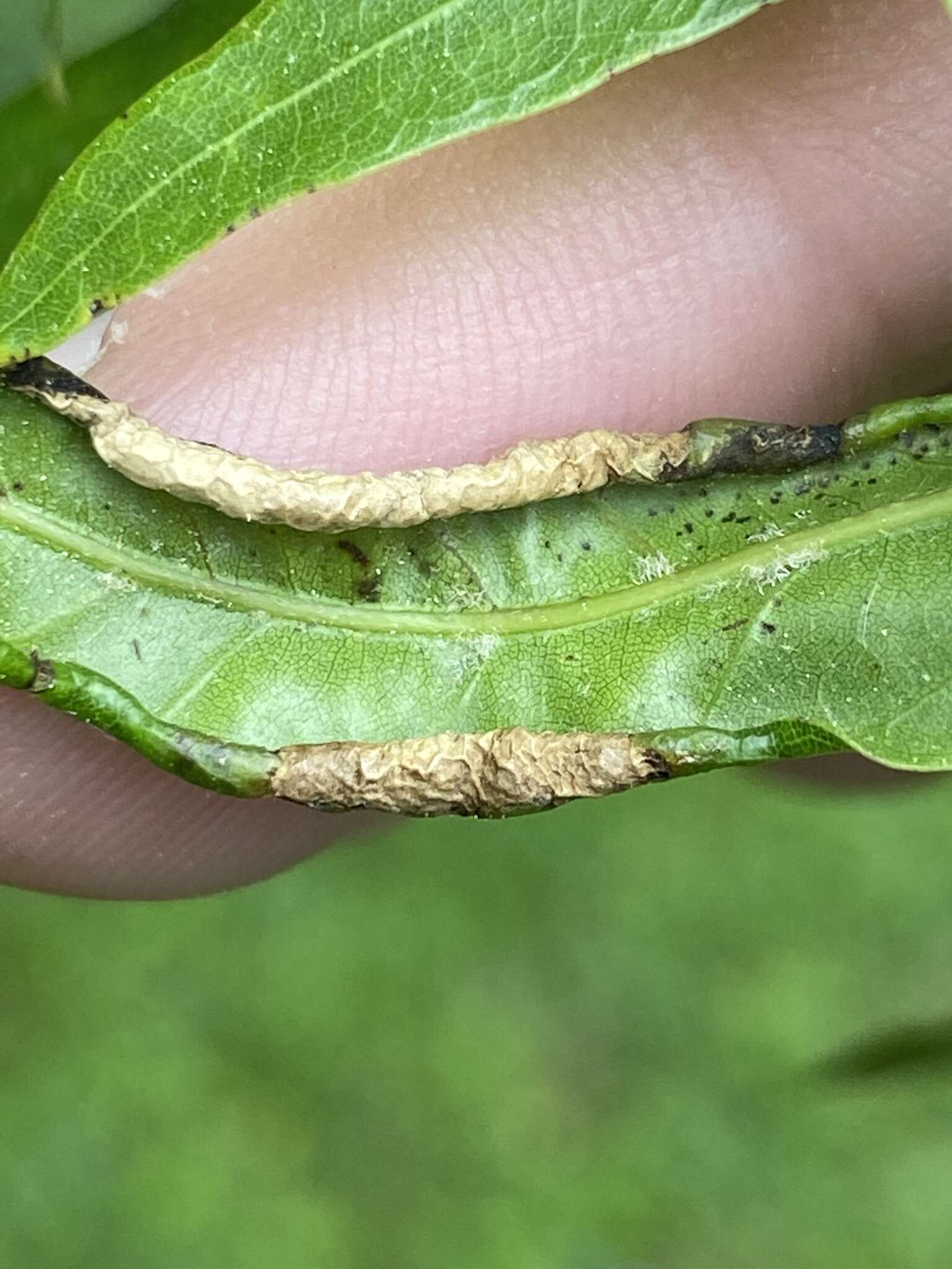 Macrodiplosis erubescens (Osten Sacken 1862)的圖片