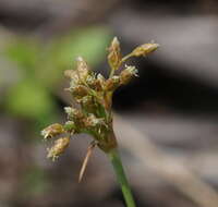 Plancia ëd Fimbristylis cymosa var. spathacea (Roth) T. Koyama