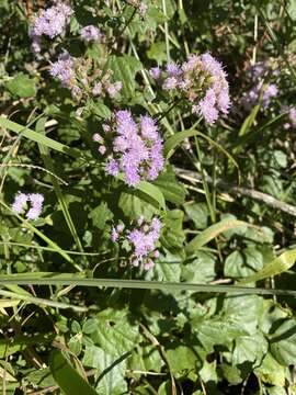 Image of Golden vernonia