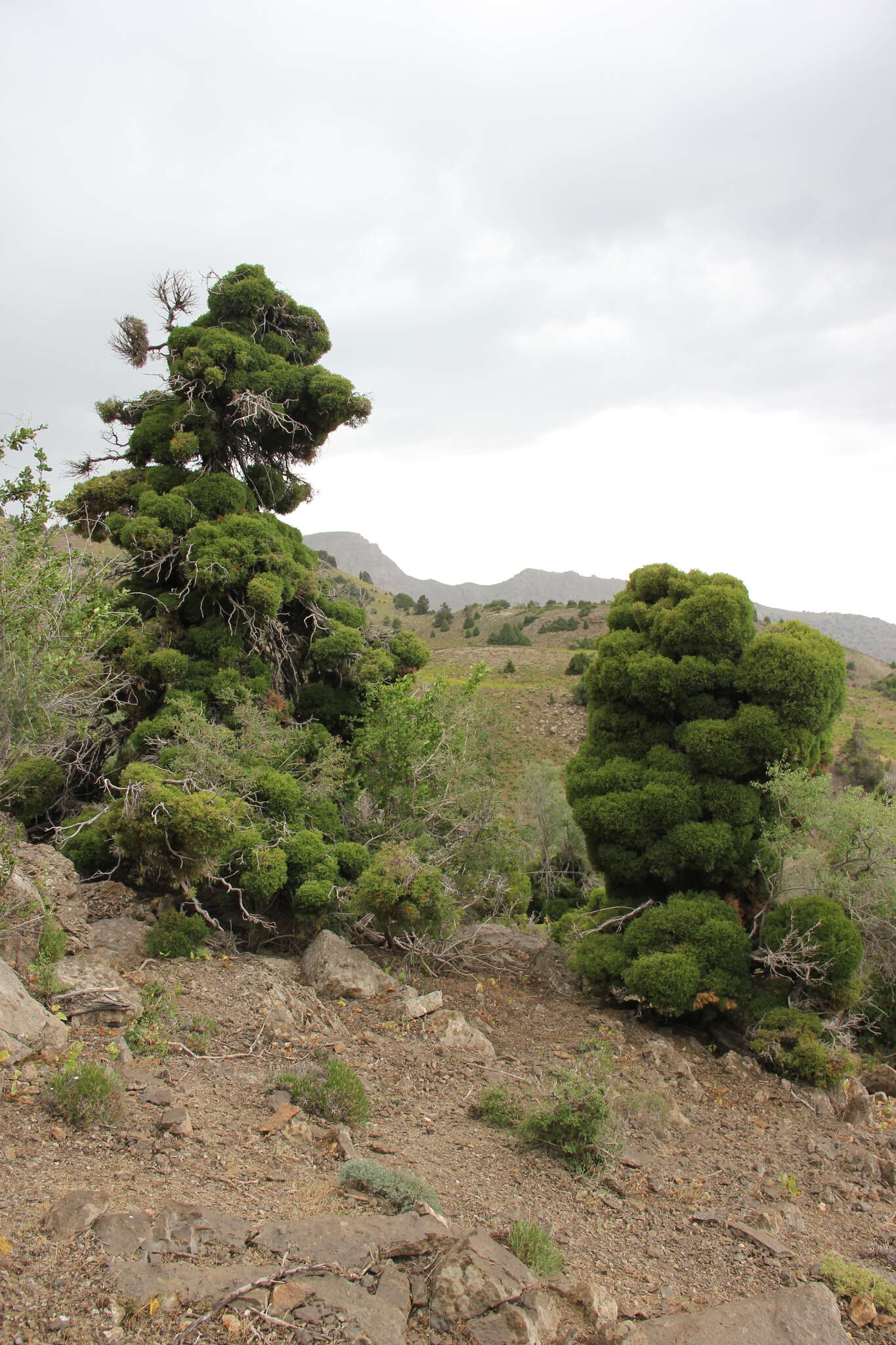 Imagem de Juniperus pseudosabina Fisch. & C. A. Mey.