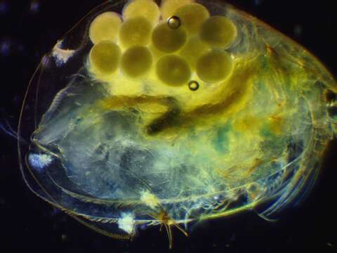 Image of giant crawling waterflea