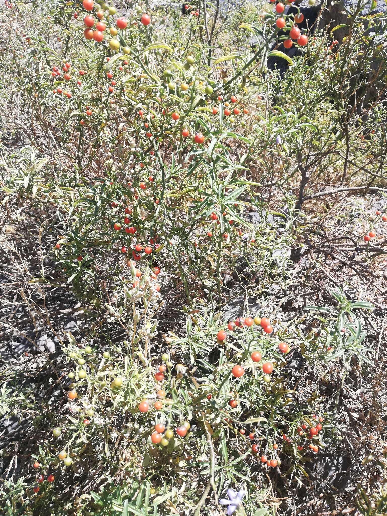 Image of Chilean Nightshade Chilean