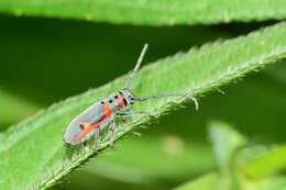 Sivun Tetraopes batesi Chemsak 1963 kuva