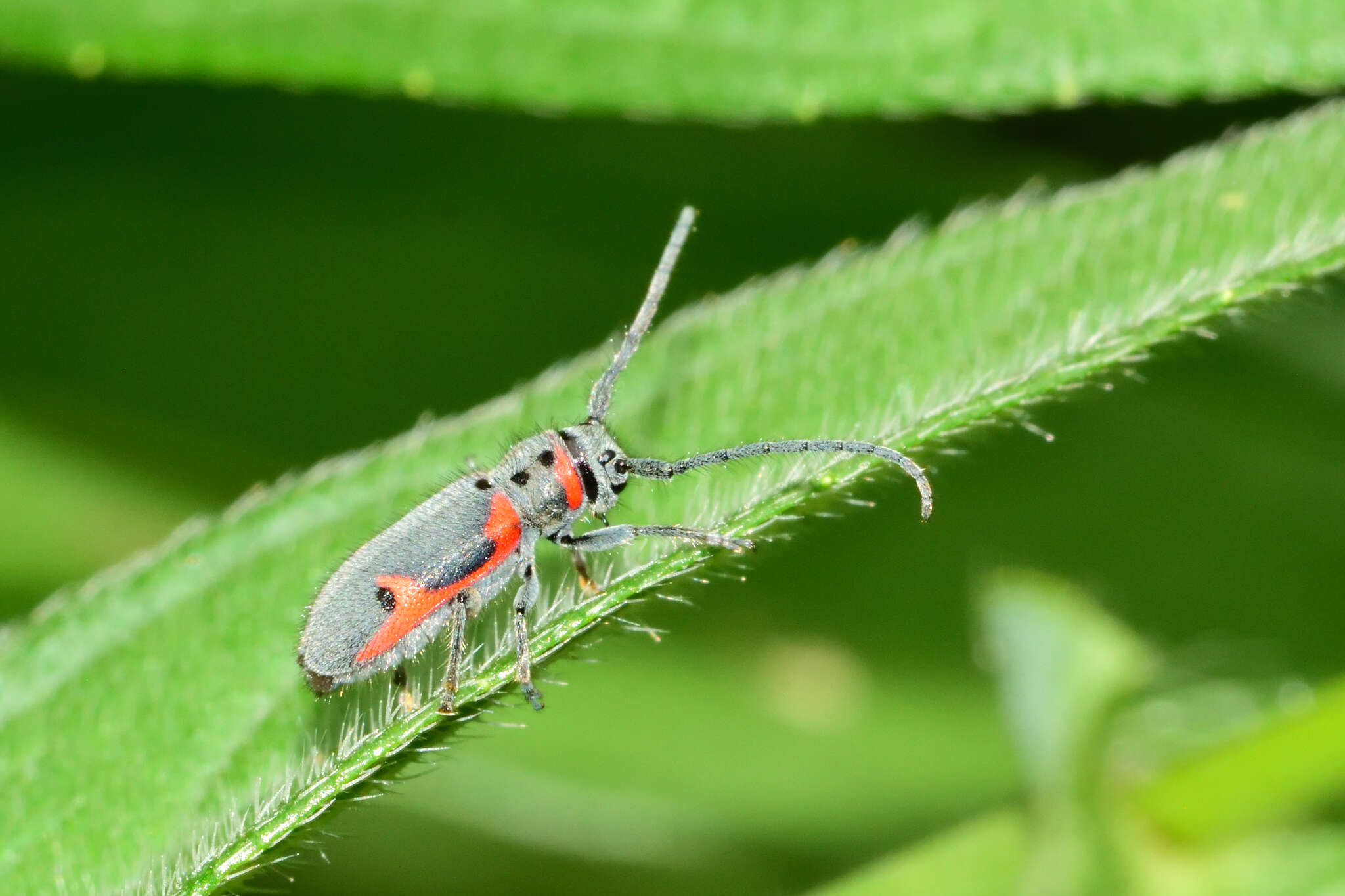 Sivun Tetraopes batesi Chemsak 1963 kuva