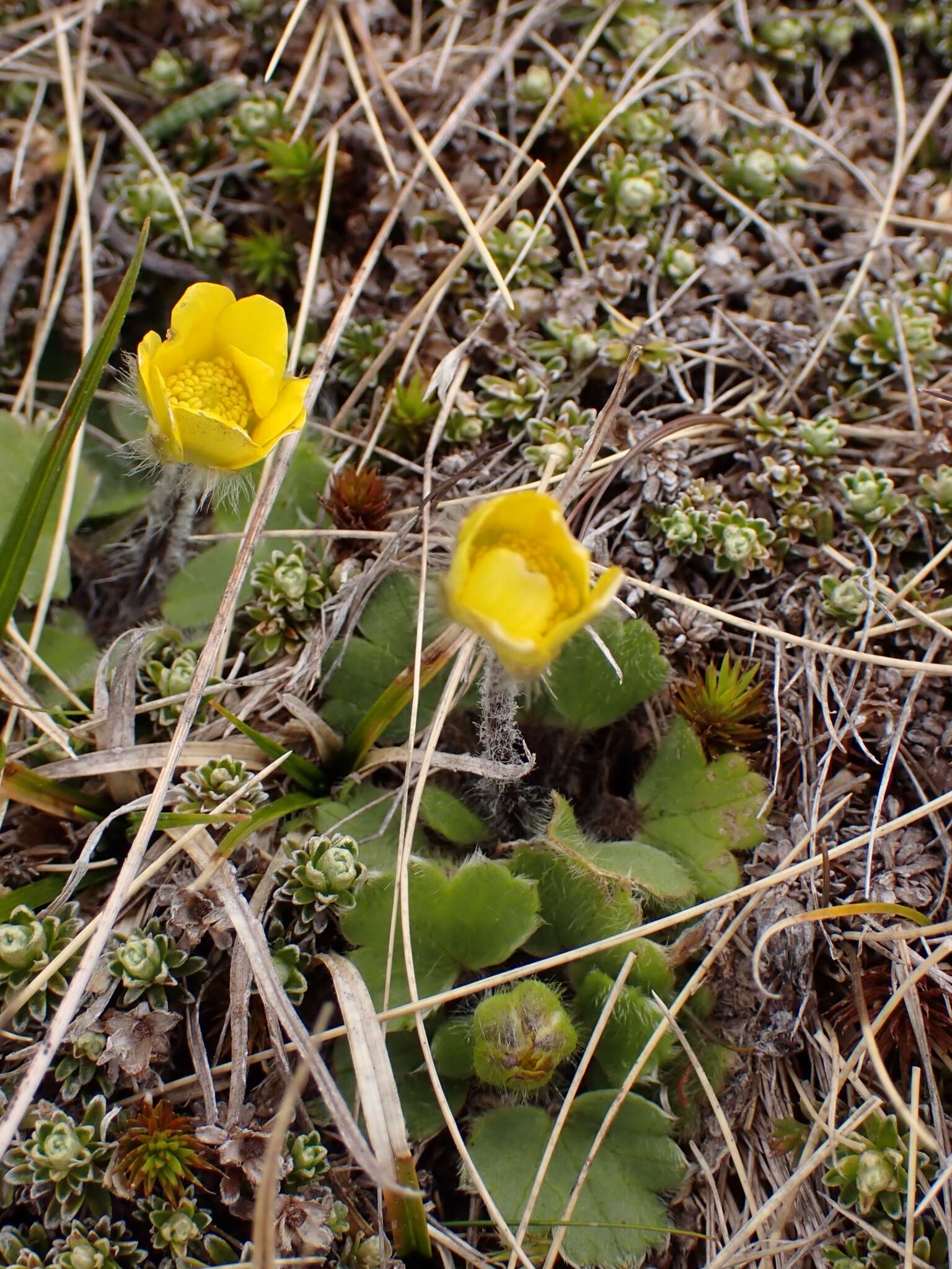 Image of Australian buttercup