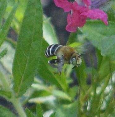 Image of California Anthophora