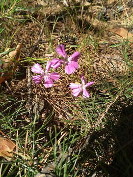 Image of China pink