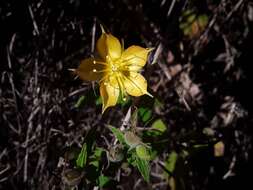 Image of Mentzelia scabra Kunth