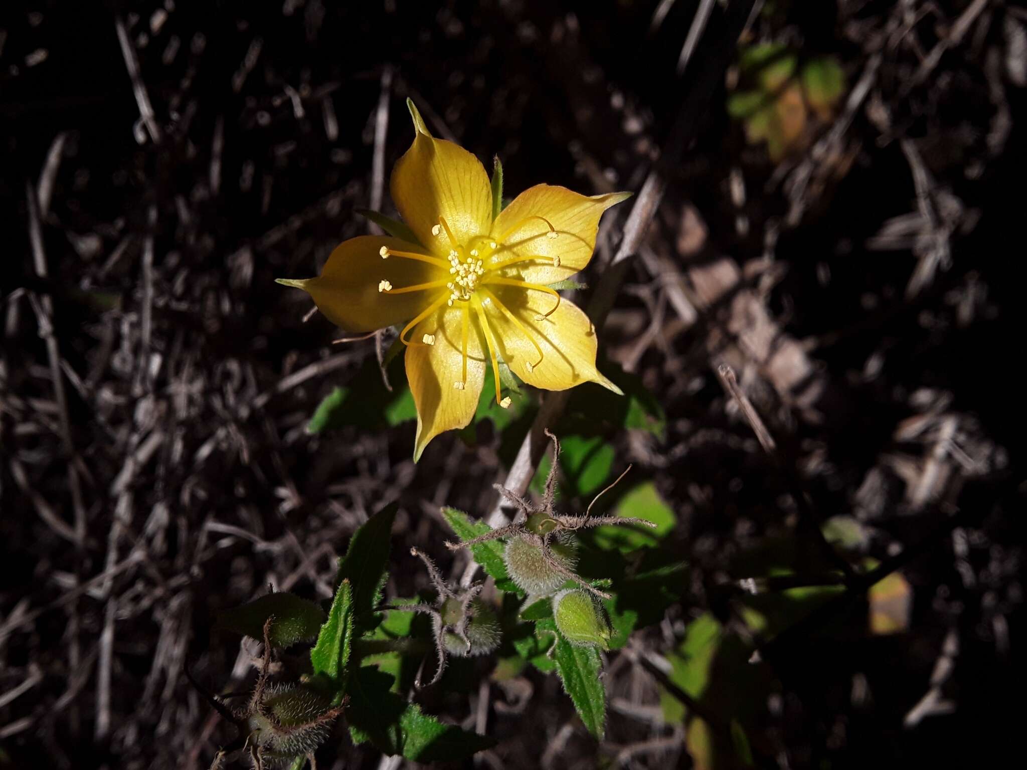 Image of Mentzelia scabra Kunth