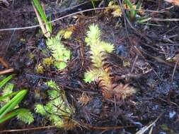 Imagem de Pseudolycopodiella sarcocaulon (Kuhn) Holub