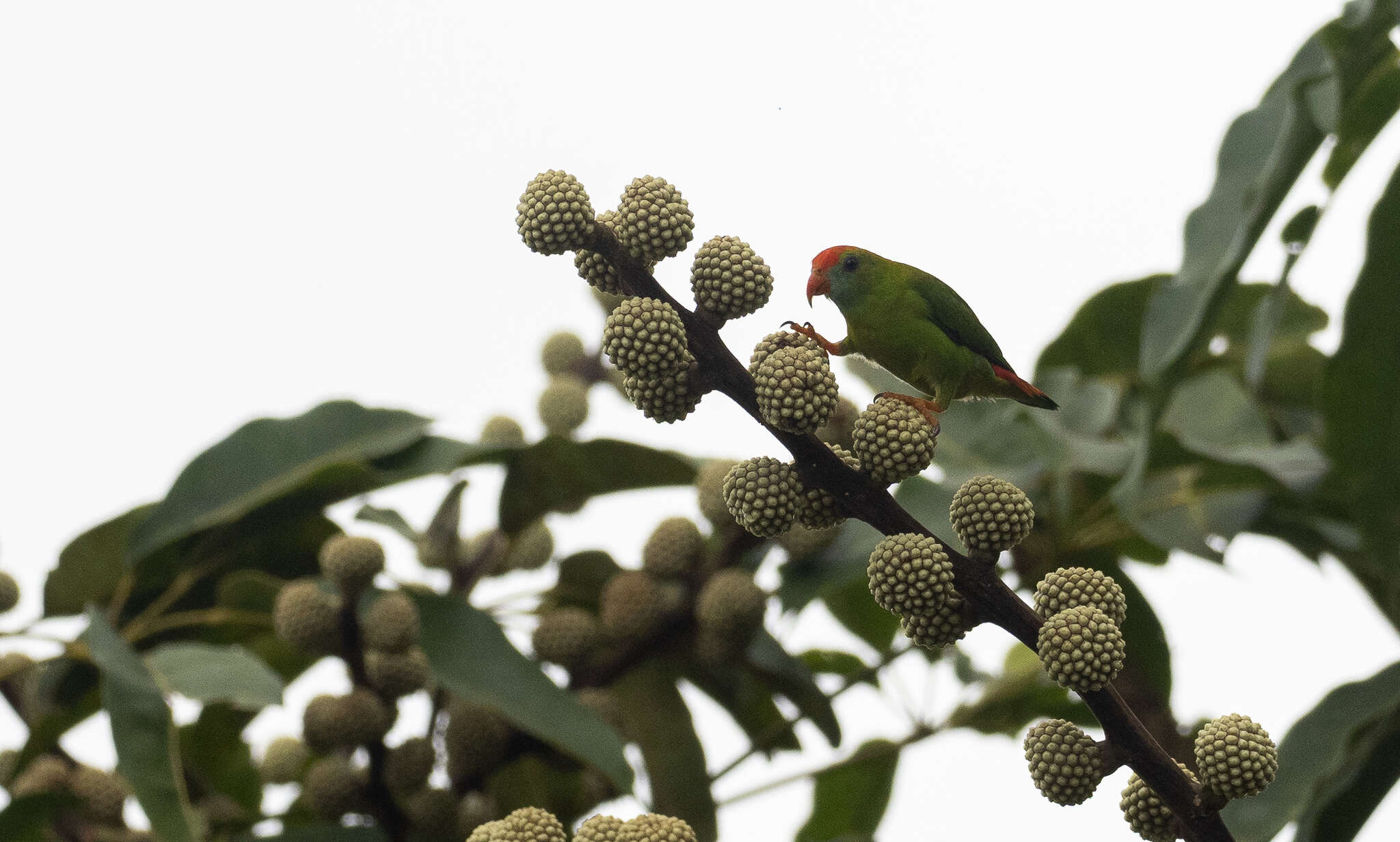 Image of Philippine Hanging Parrot