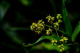 Image of Climbing bamboo