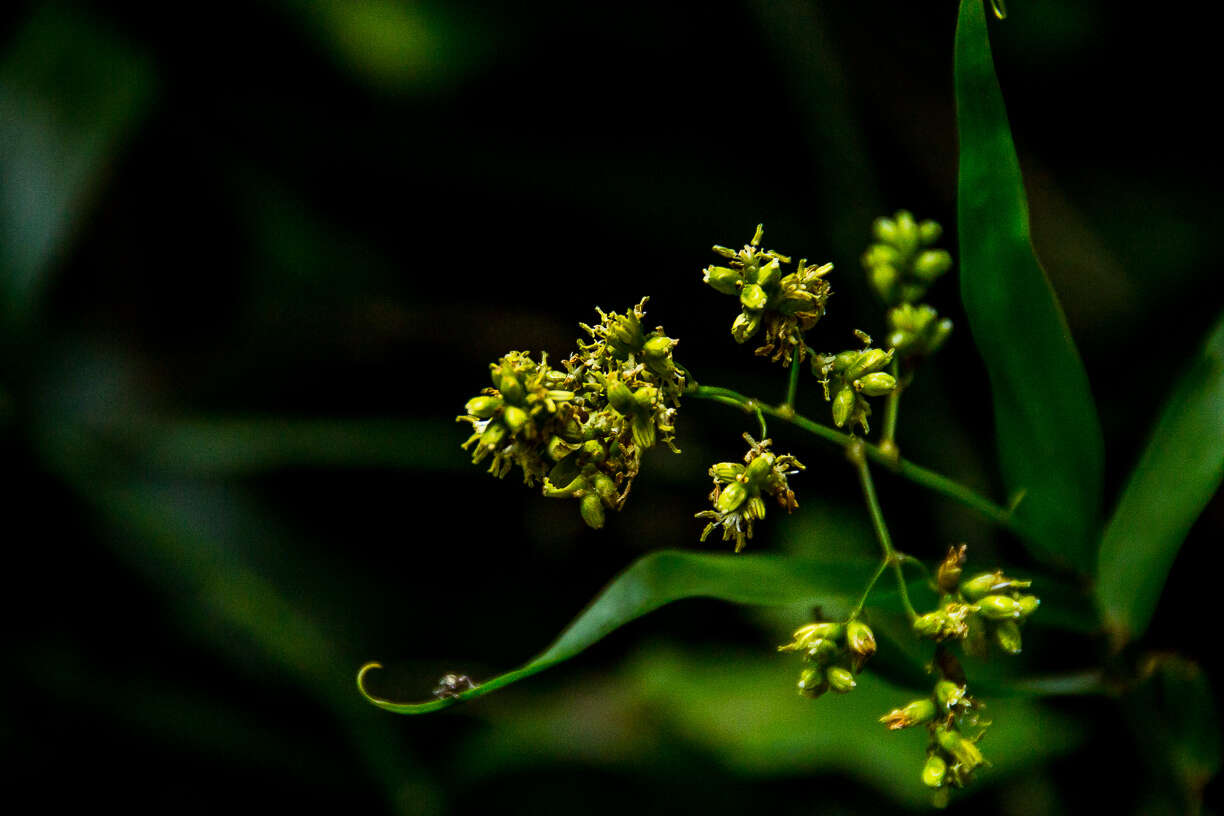 Image of Climbing bamboo