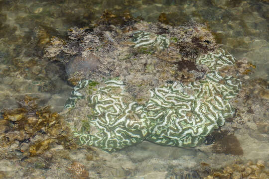 Imagem de Lobophyllia radians (Milne Edwards & Haime 1849)