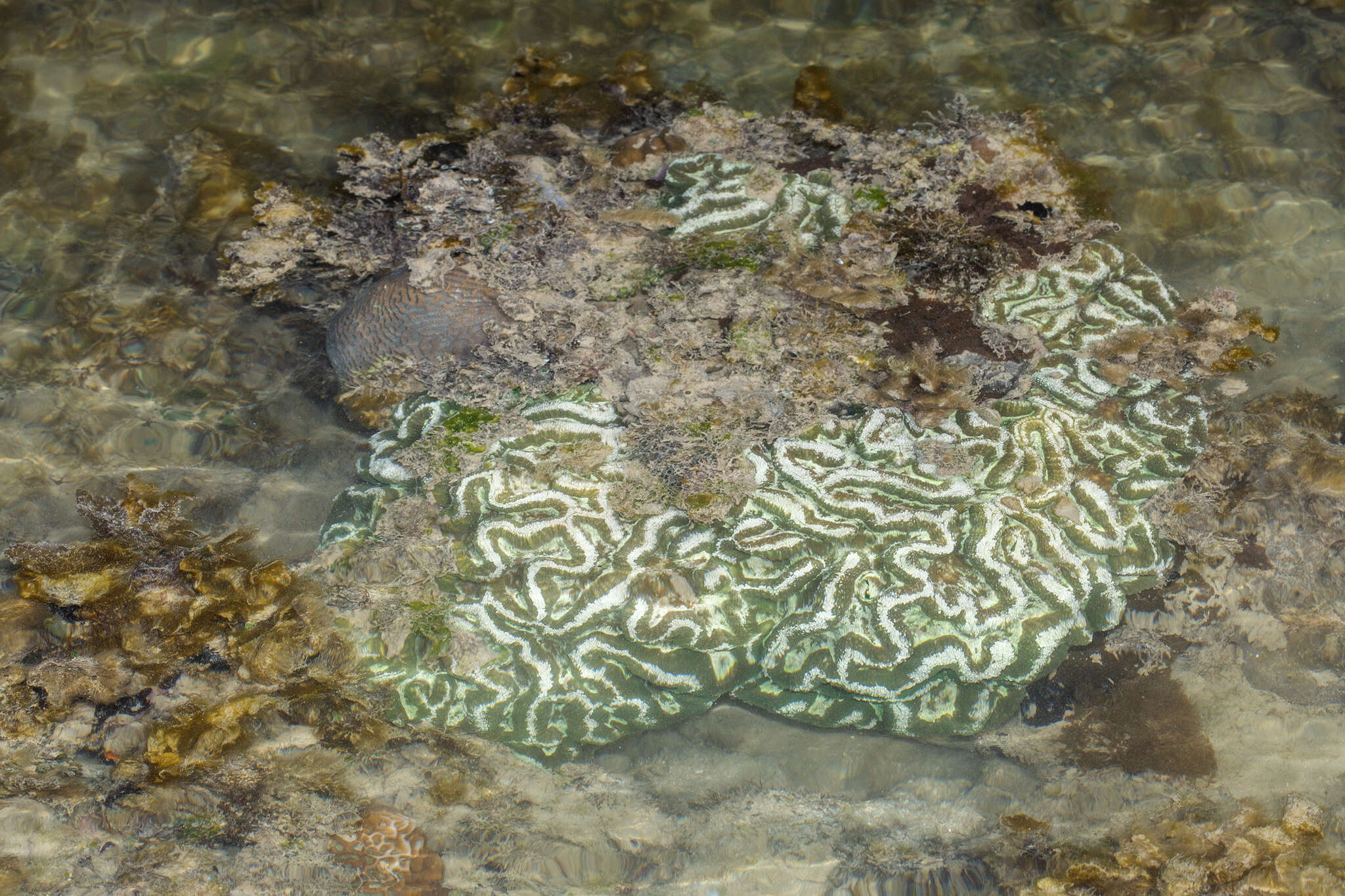 Lobophyllia radians (Milne Edwards & Haime 1849)的圖片