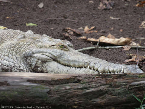 Image of Orinoco Crocodile