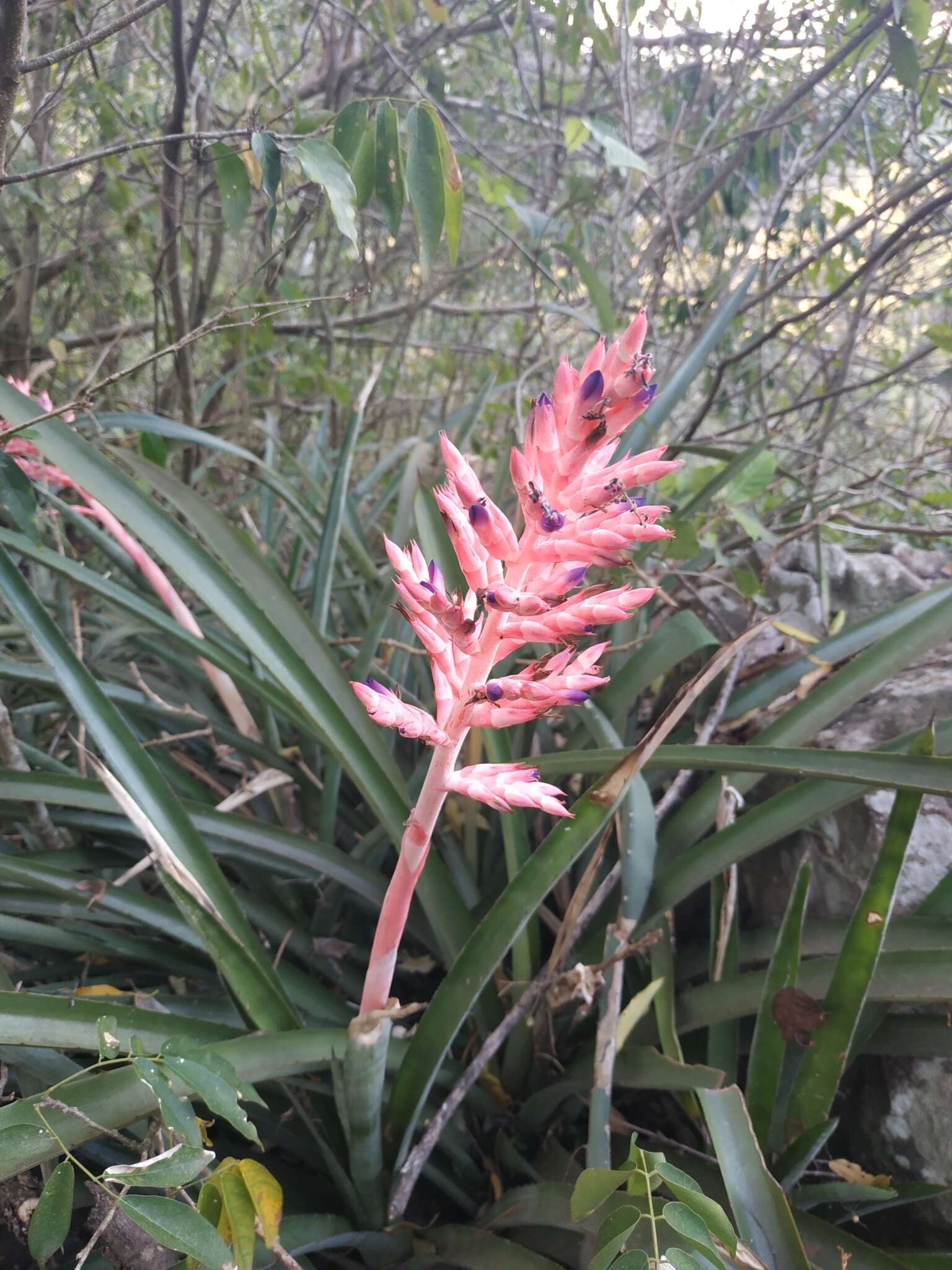 Imagem de Aechmea distichantha Lem.