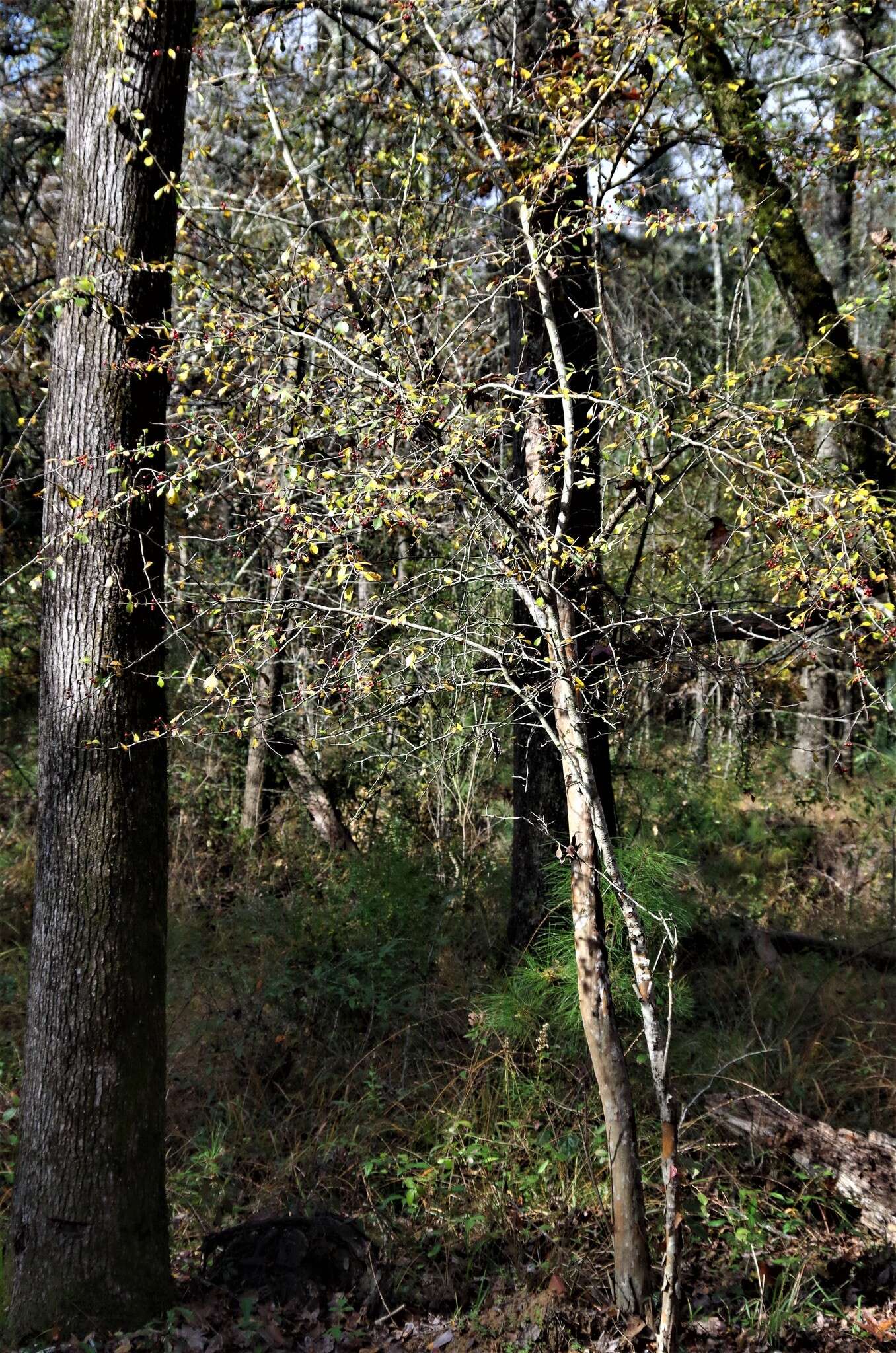 Image de Crataegus spathulata Michx.