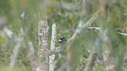 Image of Opal-crowned Tanager