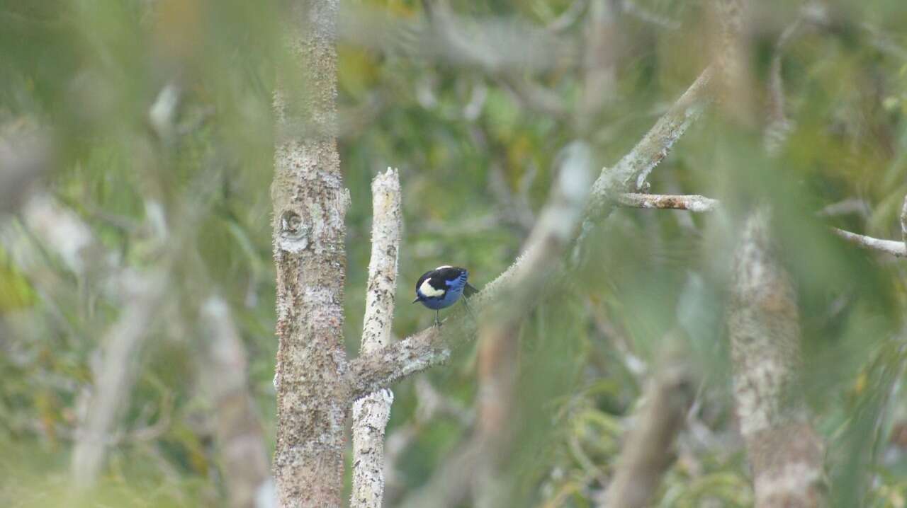 Image of Opal-crowned Tanager