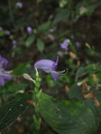 Image of Strobilanthes cordifolia (Vahl) J. R. I. Wood