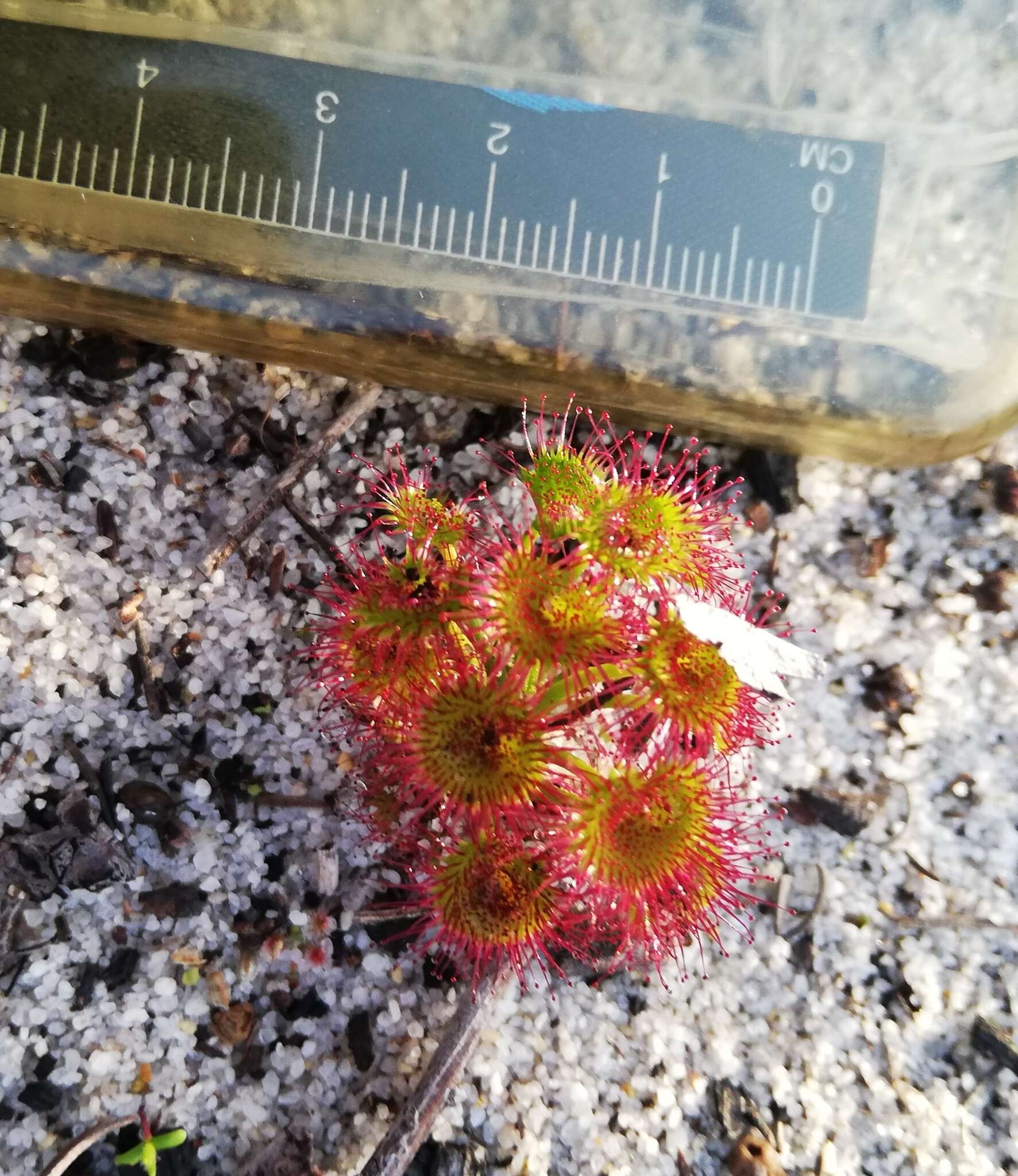 Image de Drosera stolonifera Endl.