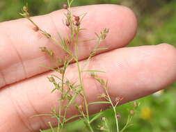 Image of narrowleaf pinweed