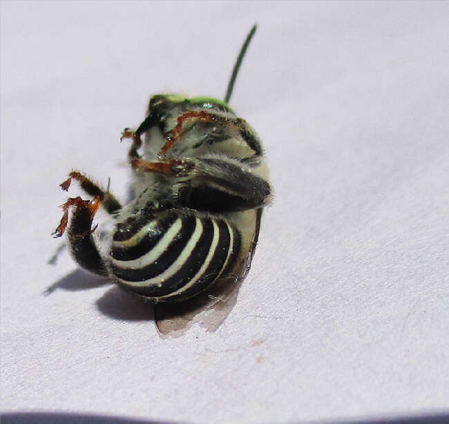 Image of California Anthophora