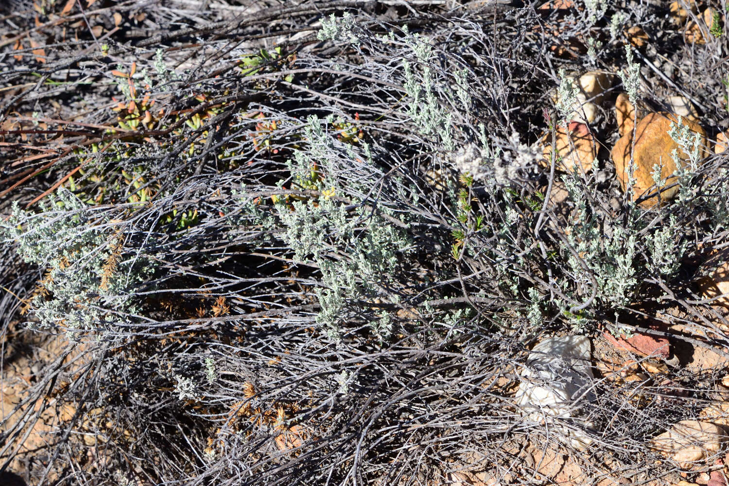 Image of Helichrysum excisum (Thunb.) Less.