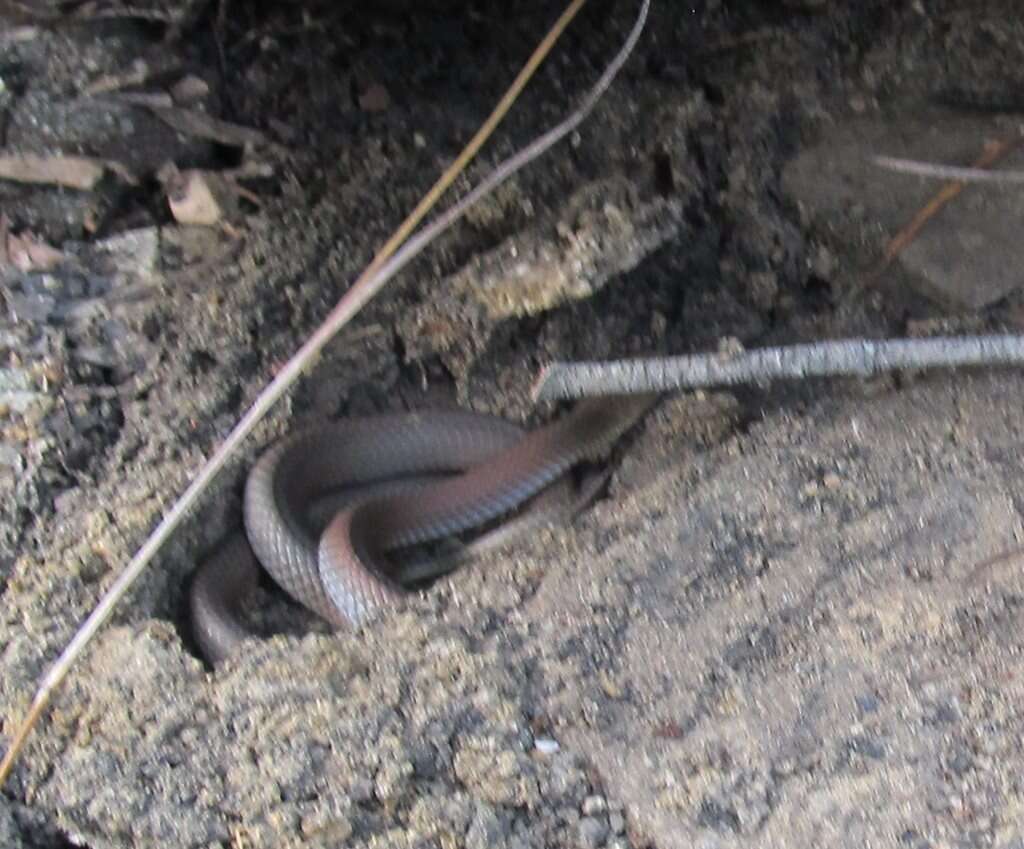 Image of Yellow-Faced Whip Snake