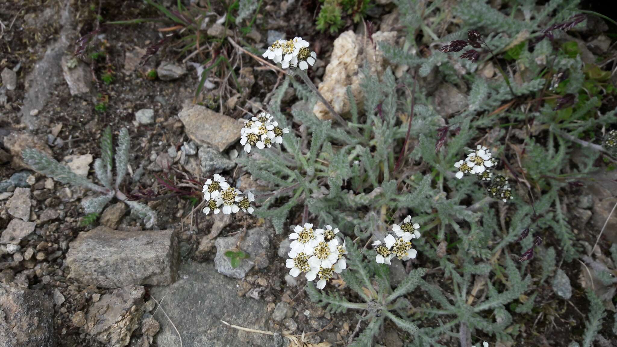 Imagem de Achillea nana L.