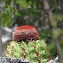 Sivun Melocactus levitestatus Buining & Brederoo kuva
