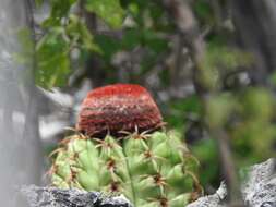 Image of Melocactus levitestatus Buining & Brederoo