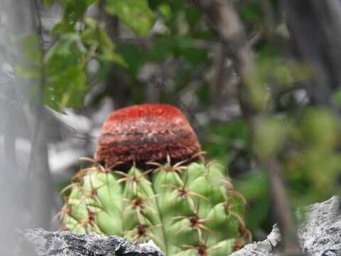 Melocactus levitestatus Buining & Brederoo resmi