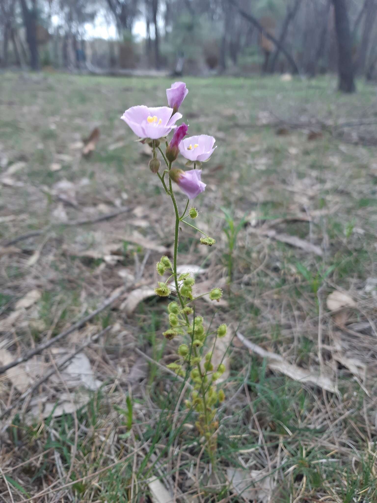 Image of Drosera stricticaulis (Diels) O. H. Sargent