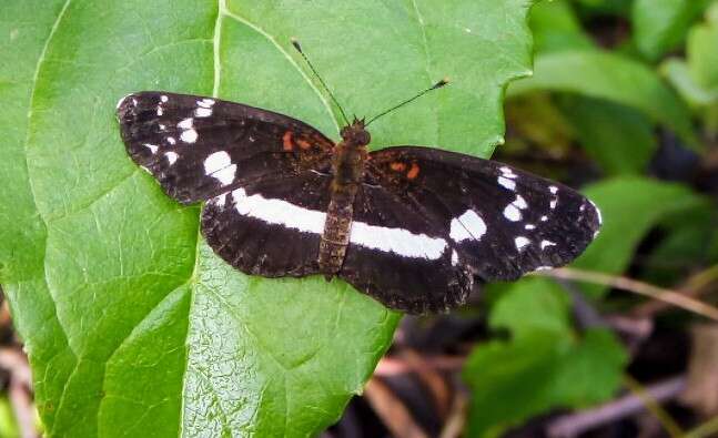 Image of Castilia myia Hewitson 1864