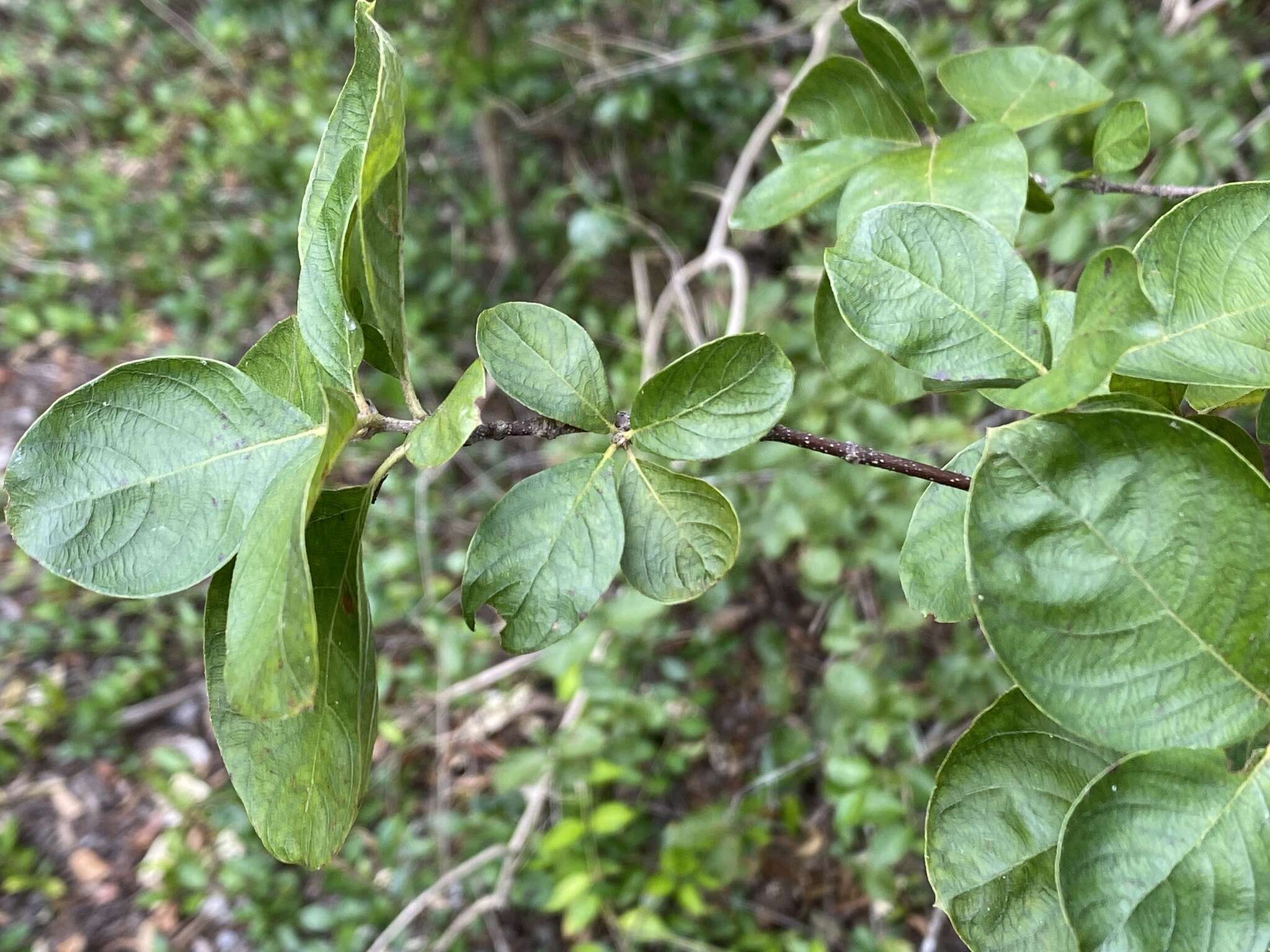 Image of Hammock Velvetseed