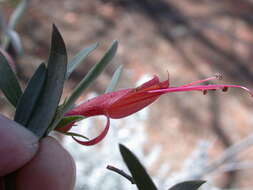 صورة Eremophila glabra (R. Br.) Ostenf.