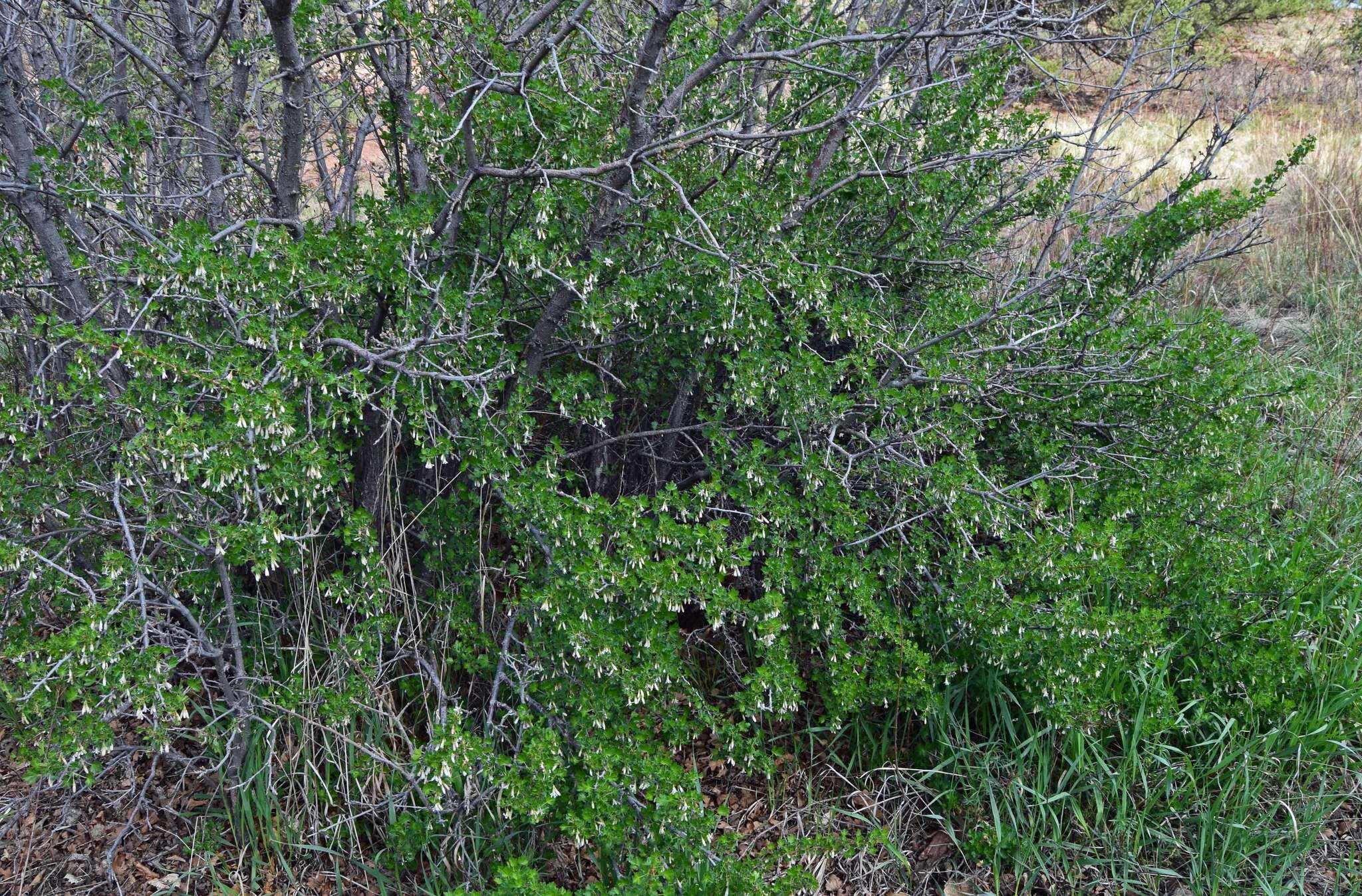 Image of trumpet gooseberry