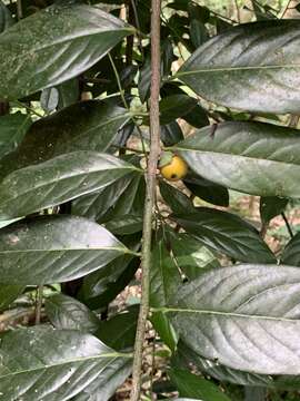 Sivun Diospyros maritima Blume kuva