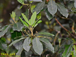 Image of Daphniphyllum pentandrum Hayata