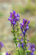 Image of Linaria pelisseriana (L.) Mill.