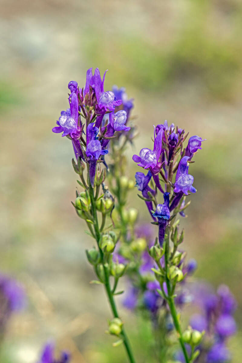 Sivun Linaria pelisseriana (L.) Mill. kuva