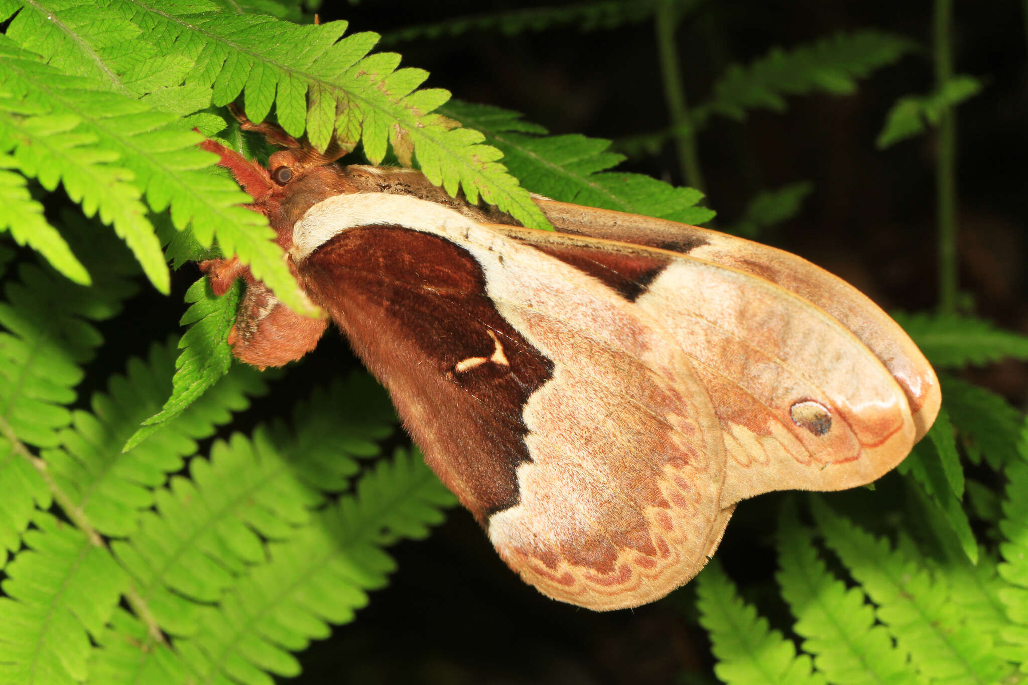 Image of Tulip-tree Silkmoth