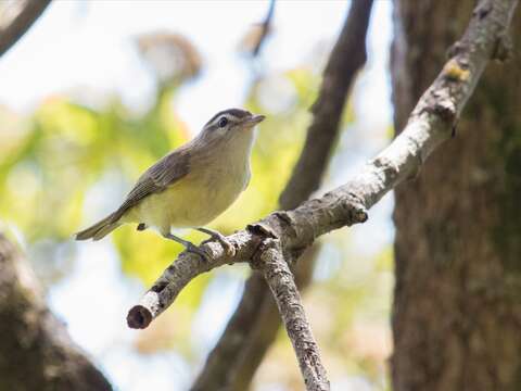 Imagem de Vireo leucophrys (Lafresnaye 1844)