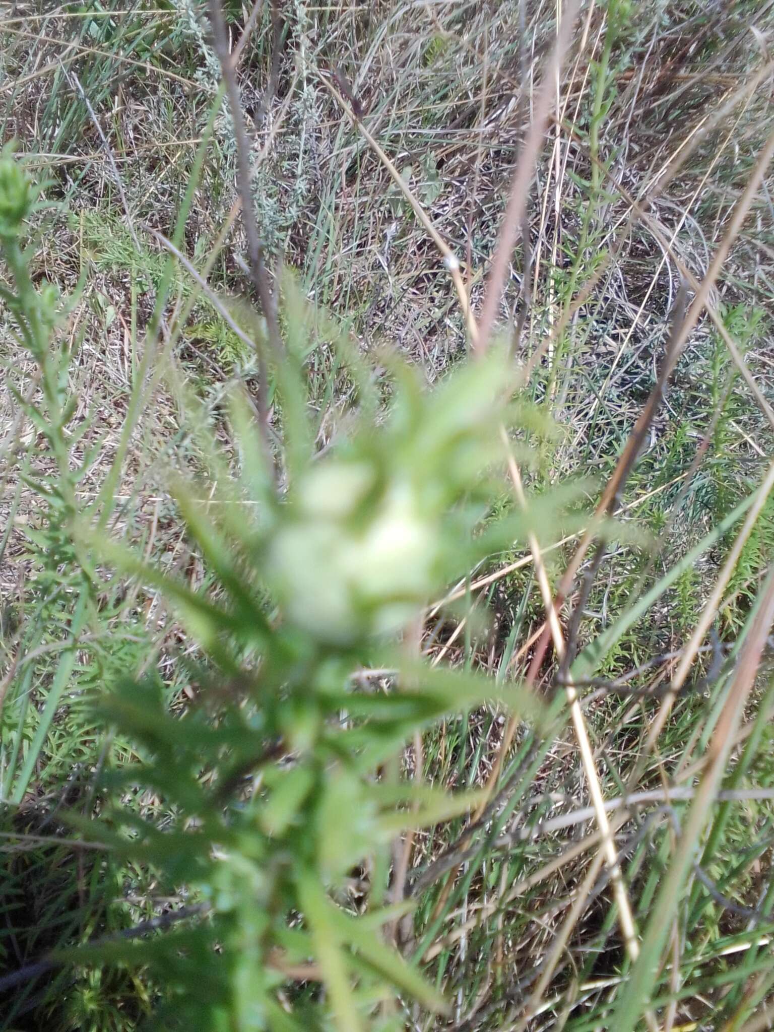 Image de Baccharis coridifolia DC.